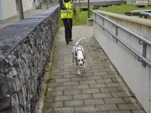 WS Personensuchhunde0109