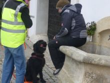 personensuchhunde trailen 012013 08