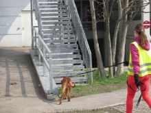 training mantrailen personensuchhunde 203